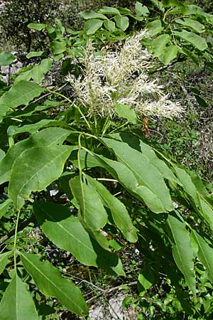 Fraxinus ornus \ Blumen-Esche, Manna-Esche / Manna Ash, GR Zagoria, Vikos - Schlucht / Gorge 15.5.2008