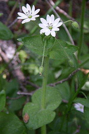 Stellaria cupaniana \ Mittelmeer-Sternmiere / Southern Chickweed, GR Zagoria, Mikro Papingko 17.5.2008