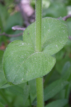 Stellaria cupaniana \ Mittelmeer-Sternmiere / Southern Chickweed, GR Zagoria, Mikro Papingko 17.5.2008
