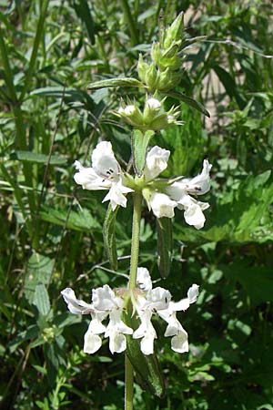 Stachys annua \ Einjhriger Ziest / Annual Yellow Woundwort, GR Zagoria, Kipi 18.5.2008