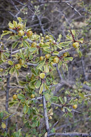 Rhamnus lycioides subsp. graeca \ Griechischer Kreuzdorn / Greek Buckthorn, GR Athen 5.9.2014