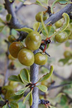 Rhamnus lycioides subsp. graeca \ Griechischer Kreuzdorn / Greek Buckthorn, GR Athen 5.9.2014