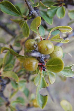Rhamnus lycioides subsp. graeca \ Griechischer Kreuzdorn / Greek Buckthorn, GR Athen 5.9.2014