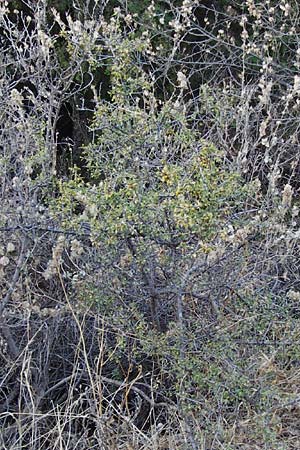 Rhamnus lycioides subsp. graeca \ Griechischer Kreuzdorn / Greek Buckthorn, GR Athen 5.9.2014