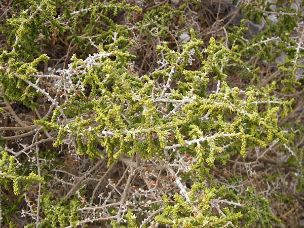 Thymelaea hirsuta \ Behaarte Spatzenzunge / Mitnan, GR Athen 6.9.2014