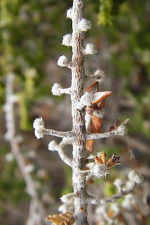 Thymelaea hirsuta \ Behaarte Spatzenzunge / Mitnan, GR Athen 6.9.2014