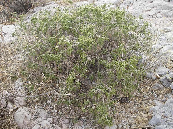 Thymelaea hirsuta \ Behaarte Spatzenzunge / Mitnan, GR Athen 6.9.2014