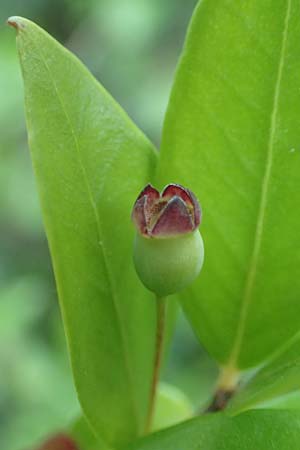 Myrtus communis \ Myrte / Myrtle, GR Euboea (Evia), Agdines 27.8.2017