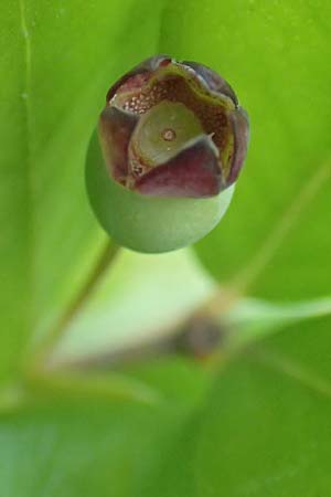 Myrtus communis \ Myrte / Myrtle, GR Euboea (Evia), Agdines 27.8.2017