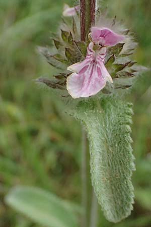 Stachys cretica \ Kretischer Ziest / Mediterranean Woundwort, GR Peloponnes, Chelmos 18.5.2024