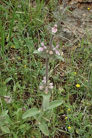 Stachys cretica \ Kretischer Ziest / Mediterranean Woundwort, GR Peloponnes, Chelmos 18.5.2024