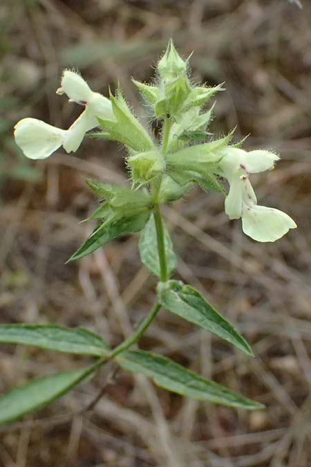 Stachys menthifolia \ Minzenbl&auml;ttriger Ziest / Mint-Leaved Woundwort, GR Peloponnes, Kalavryta 20.5.2024