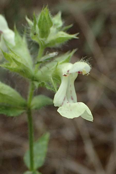 Stachys menthifolia \ Minzenbl&auml;ttriger Ziest / Mint-Leaved Woundwort, GR Peloponnes, Kalavryta 20.5.2024