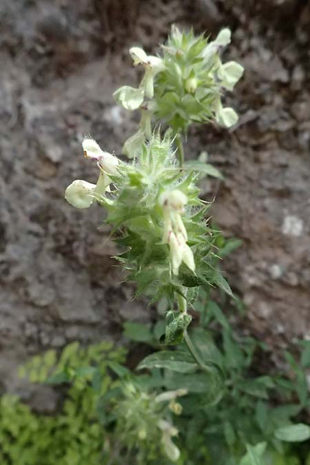 Stachys menthifolia \ Minzenbl&auml;ttriger Ziest / Mint-Leaved Woundwort, GR Peloponnes, Kalavryta 20.5.2024