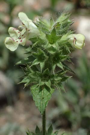 Stachys menthifolia \ Minzenbl&auml;ttriger Ziest / Mint-Leaved Woundwort, GR Peloponnes, Kalavryta 20.5.2024