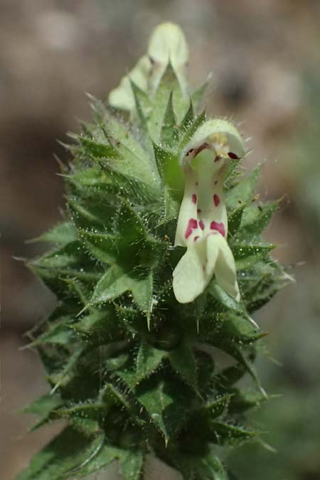 Stachys menthifolia \ Minzenbl&auml;ttriger Ziest / Mint-Leaved Woundwort, GR Peloponnes, Kalavryta 20.5.2024