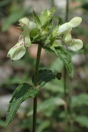 Stachys menthifolia \ Minzenbl&auml;ttriger Ziest / Mint-Leaved Woundwort, GR Peloponnes, Kalavryta 20.5.2024