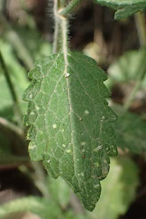 Stachys menthifolia \ Minzenbl&auml;ttriger Ziest / Mint-Leaved Woundwort, GR Peloponnes, Kalavryta 20.5.2024