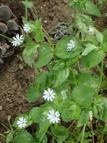 Stellaria media \ Vogelmiere / Common Chickweed, GR Peloponnes, Mt. Kyllini, Limni Dasiou 21.5.2024