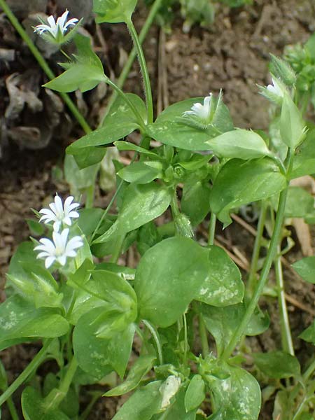 Stellaria media \ Vogelmiere / Common Chickweed, GR Peloponnes, Mt. Kyllini, Limni Dasiou 21.5.2024