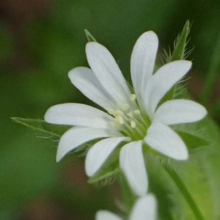Stellaria media \ Vogelmiere / Common Chickweed, GR Peloponnes, Mt. Kyllini, Limni Dasiou 21.5.2024