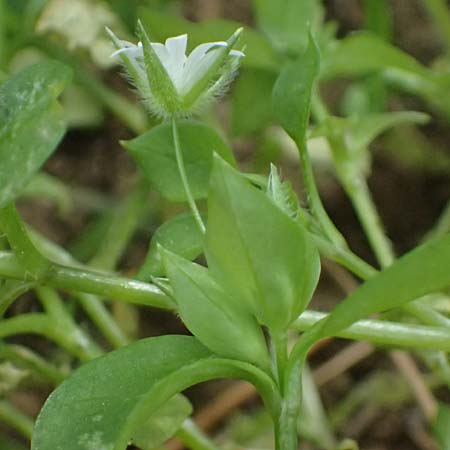 Stellaria media \ Vogelmiere / Common Chickweed, GR Peloponnes, Mt. Kyllini, Limni Dasiou 21.5.2024