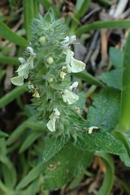 Stachys menthifolia \ Minzenbl&auml;ttriger Ziest / Mint-Leaved Woundwort, GR Peloponnes, Stoupa 24.5.2024
