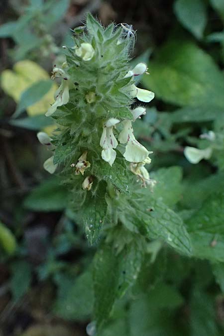 Stachys menthifolia \ Minzenbl&auml;ttriger Ziest / Mint-Leaved Woundwort, GR Peloponnes, Stoupa 24.5.2024