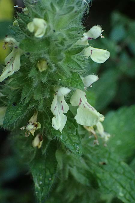Stachys menthifolia \ Minzenbl&auml;ttriger Ziest / Mint-Leaved Woundwort, GR Peloponnes, Stoupa 24.5.2024