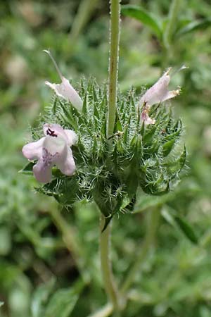 Satureja thymbra \ Thymianblttriges Bohnenkraut / Thyme-Leaved Savory, Pink Savory, GR Peloponnes, Taygetos, Viros - Schlucht / Gorge 25.5.2024