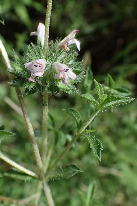 Satureja thymbra \ Thymianblttriges Bohnenkraut / Thyme-Leaved Savory, Pink Savory, GR Peloponnes, Taygetos, Viros - Schlucht / Gorge 25.5.2024