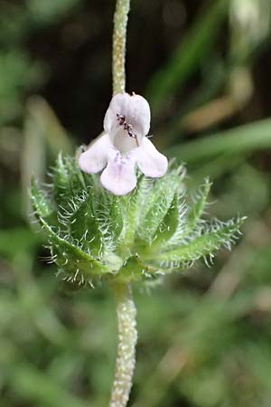 Satureja thymbra \ Thymianblttriges Bohnenkraut / Thyme-Leaved Savory, Pink Savory, GR Peloponnes, Taygetos, Viros - Schlucht / Gorge 25.5.2024
