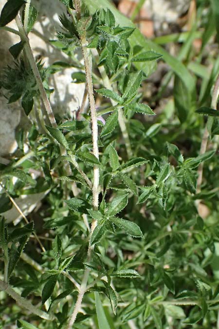 Satureja thymbra \ Thymianblttriges Bohnenkraut / Thyme-Leaved Savory, Pink Savory, GR Peloponnes, Taygetos, Viros - Schlucht / Gorge 25.5.2024