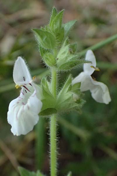 Stachys spinulosa \ Drnchen-Ziest / Spiny Woundwort, GR Peloponnes, Taygetos, Exochori 27.5.2024