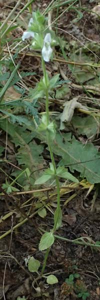 Stachys spinulosa \ Drnchen-Ziest / Spiny Woundwort, GR Peloponnes, Taygetos, Exochori 27.5.2024