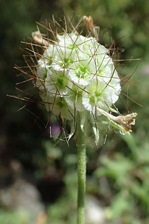 Scabiosa taygetea \ Taygetos-Skabiose / Taygetos Scabious, GR Peloponnes, Taygetos, Viros - Schlucht / Gorge 31.5.2024