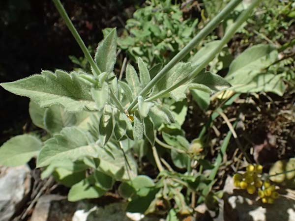 Scabiosa taygetea \ Taygetos-Skabiose / Taygetos Scabious, GR Peloponnes, Taygetos, Viros - Schlucht / Gorge 31.5.2024
