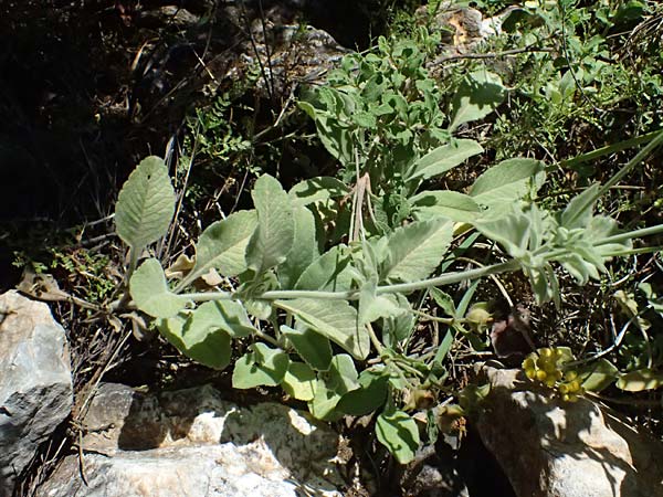 Scabiosa taygetea \ Taygetos-Skabiose / Taygetos Scabious, GR Peloponnes, Taygetos, Viros - Schlucht / Gorge 31.5.2024