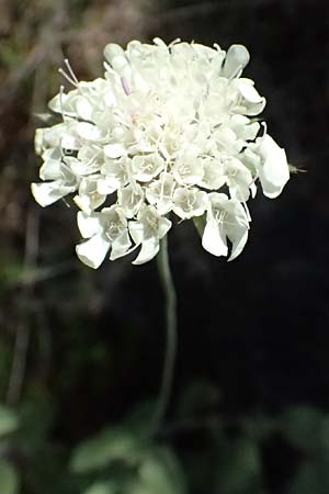 Scabiosa taygetea \ Taygetos-Skabiose / Taygetos Scabious, GR Peloponnes, Taygetos, Viros - Schlucht / Gorge 31.5.2024