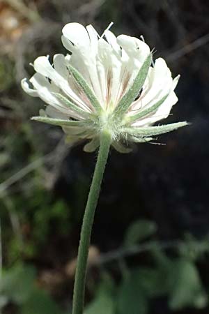 Scabiosa taygetea \ Taygetos-Skabiose / Taygetos Scabious, GR Peloponnes, Taygetos, Viros - Schlucht / Gorge 31.5.2024