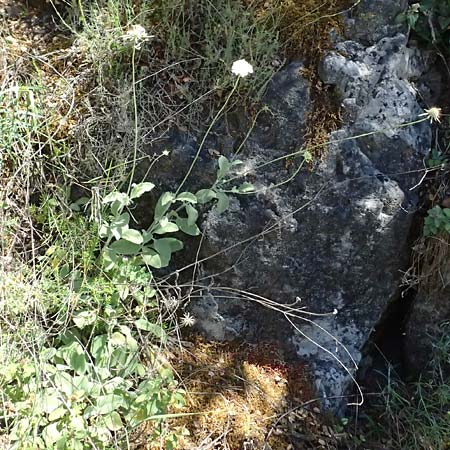 Scabiosa taygetea \ Taygetos-Skabiose / Taygetos Scabious, GR Peloponnes, Taygetos, Viros - Schlucht / Gorge 31.5.2024