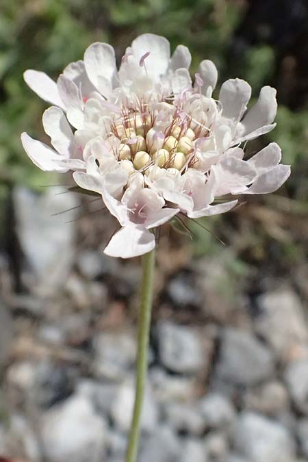 Scabiosa taygetea \ Taygetos-Skabiose / Taygetos Scabious, GR Peloponnes, Taygetos, Viros - Schlucht / Gorge 31.5.2024