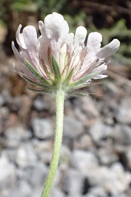 Scabiosa taygetea \ Taygetos-Skabiose / Taygetos Scabious, GR Peloponnes, Taygetos, Viros - Schlucht / Gorge 31.5.2024