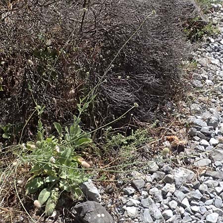 Scabiosa taygetea \ Taygetos-Skabiose / Taygetos Scabious, GR Peloponnes, Taygetos, Viros - Schlucht / Gorge 31.5.2024