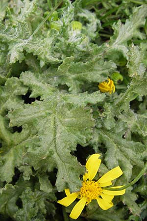 Senecio vernalis \ Frhlings-Greiskraut / Eastern Groundsel, GR Peloponnes, Apollon Tempel von Bassae / Peloponnese, Apollon Temple of Bassae 29.3.2013