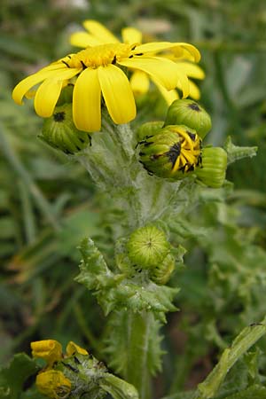 Senecio vernalis \ Frhlings-Greiskraut / Eastern Groundsel, GR Peloponnes, Apollon Tempel von Bassae / Peloponnese, Apollon Temple of Bassae 29.3.2013