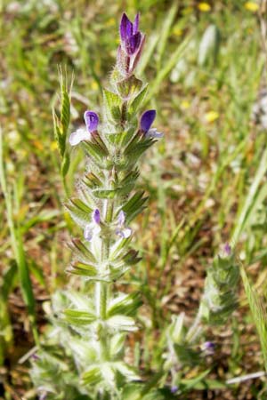 Salvia viridis \ Buntschopf-Salbei / Annual Clary, GR Peloponnes, Monemvasia 1.4.2013