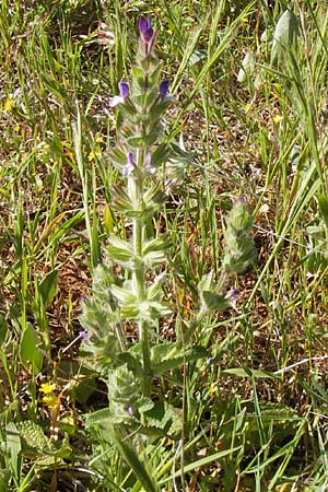 Salvia viridis \ Buntschopf-Salbei / Annual Clary, GR Peloponnes, Monemvasia 1.4.2013