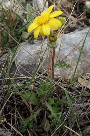 Senecio vernalis \ Frhlings-Greiskraut / Eastern Groundsel, GR Hymettos 20.3.2019