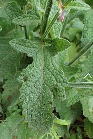 Salvia verticillata \ Quirl-Salbei / Whorled Sage, GR Peloponnes, Taygetos, Neochori 26.5.2024